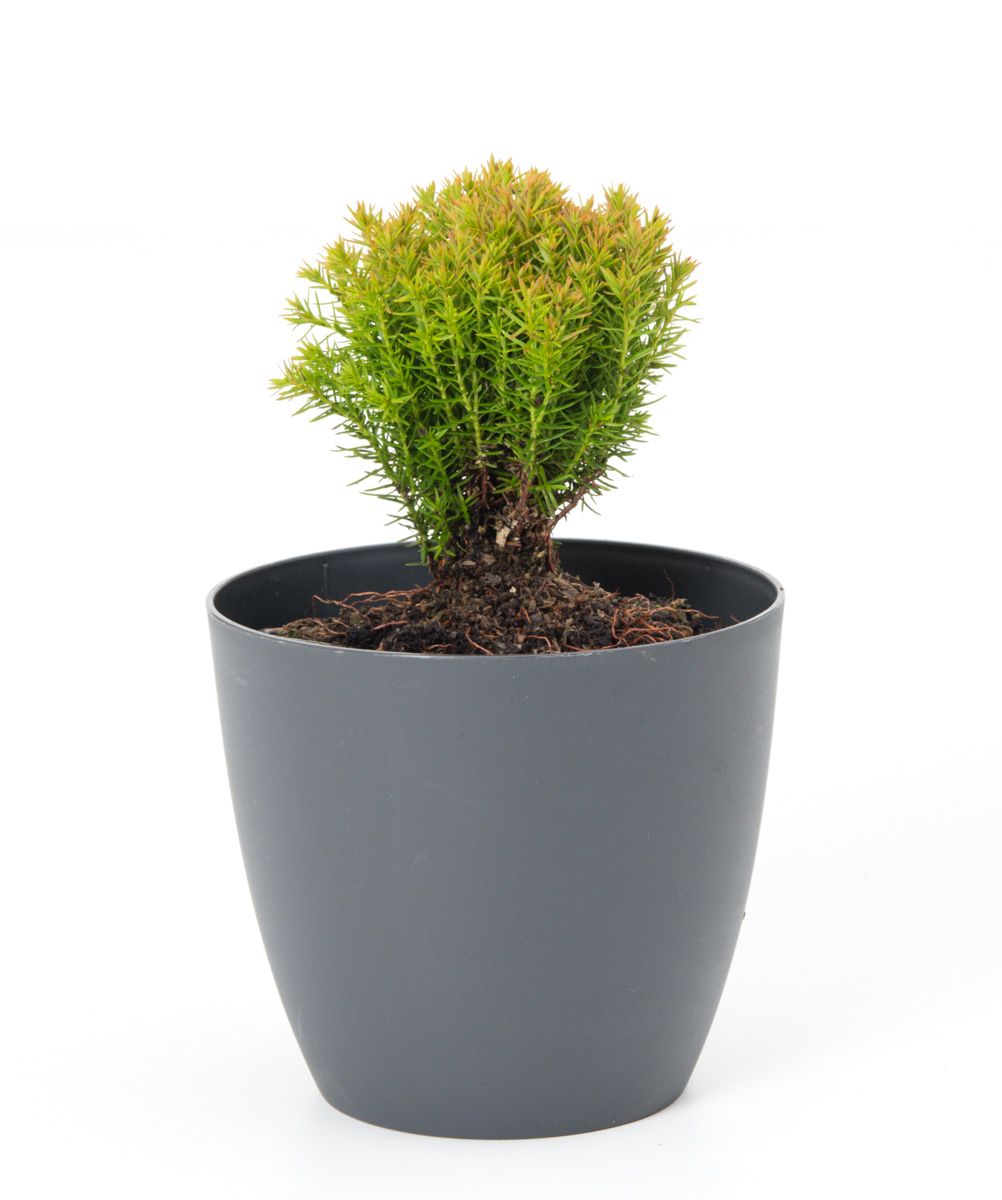 Lebensbaum Anniek - Thuja occidentalis Anniek gnstig kaufen