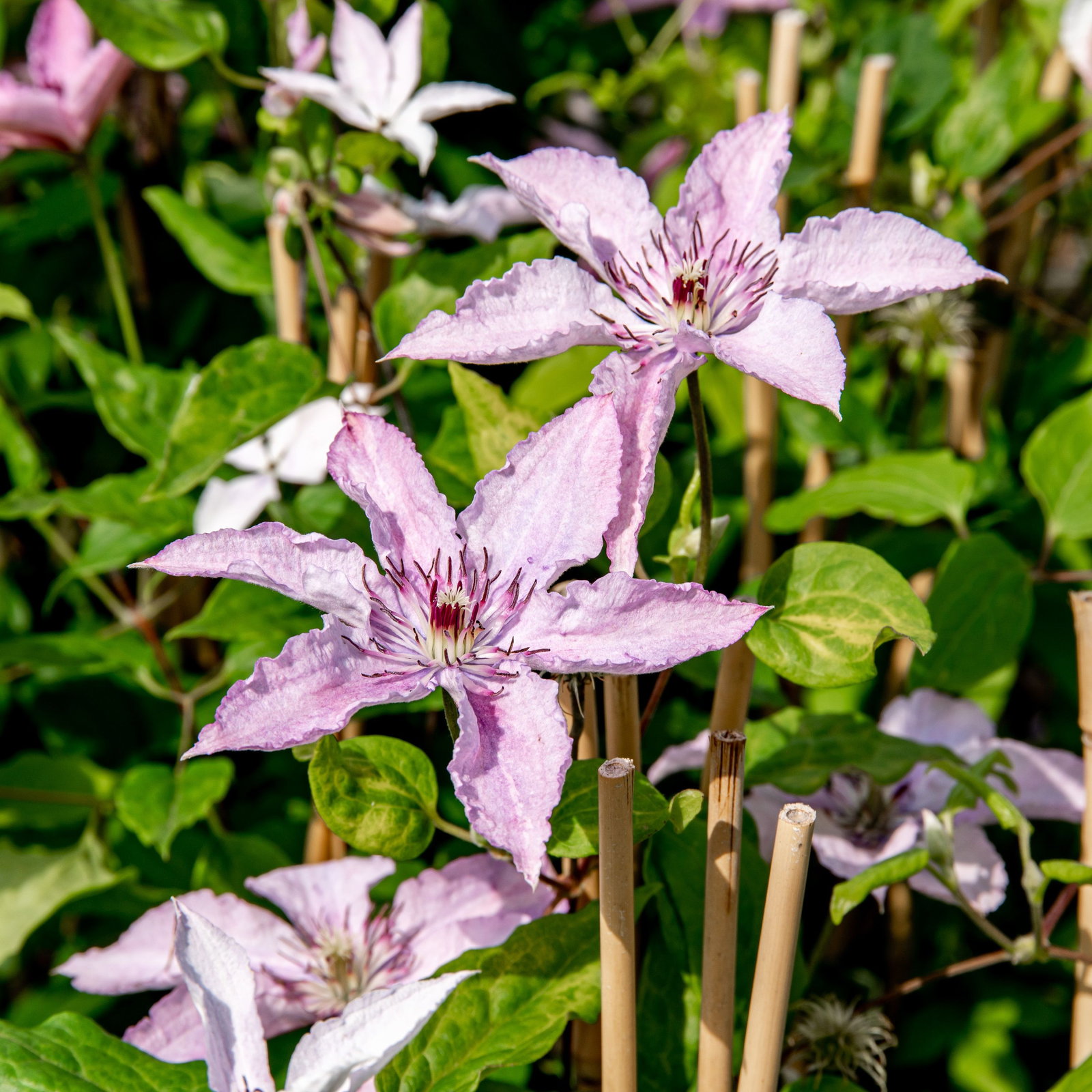 Waldrebe Hagley Hybrid - Clematis Hagley Hybrid gnstig kaufen