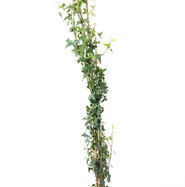 geigenfeige ficus lyrata kaufen Geigenfeige Ficus Lyrata – vielgrün
