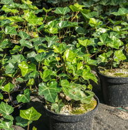 Groblttriger Efeu Hibernica - Hedera helix Hibernica gnstig kaufen