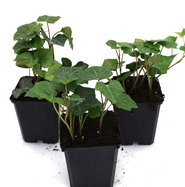 efeutute raumteiler Epipremnum Efeutute am Moosstab ca 160 cm große Zimmerpflanze Rankpfla –  Blumen-Senf® main image 0