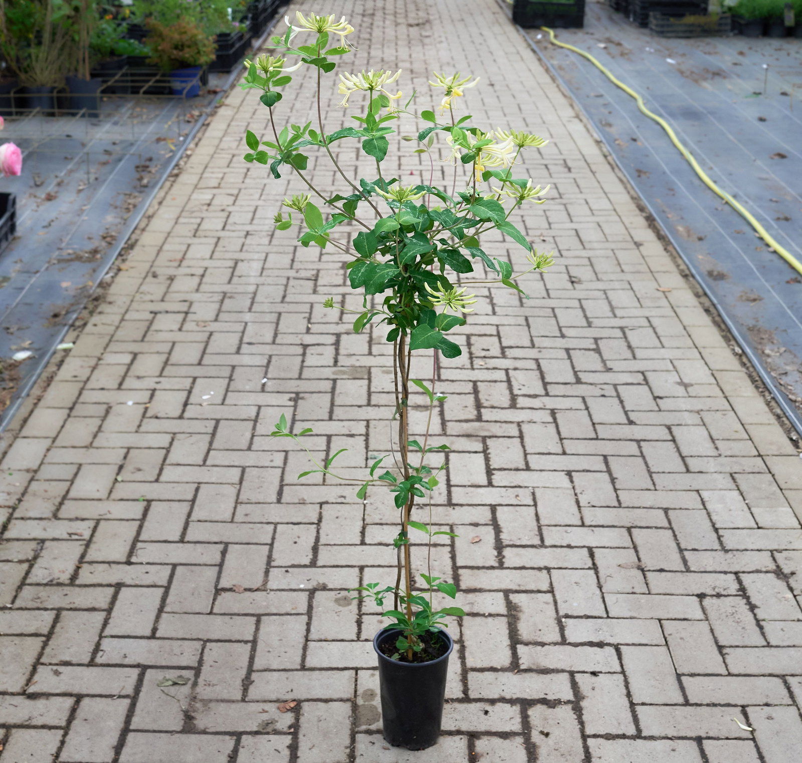planting weeping willow trees Weeping Willow Tree | Delivered & Installed
