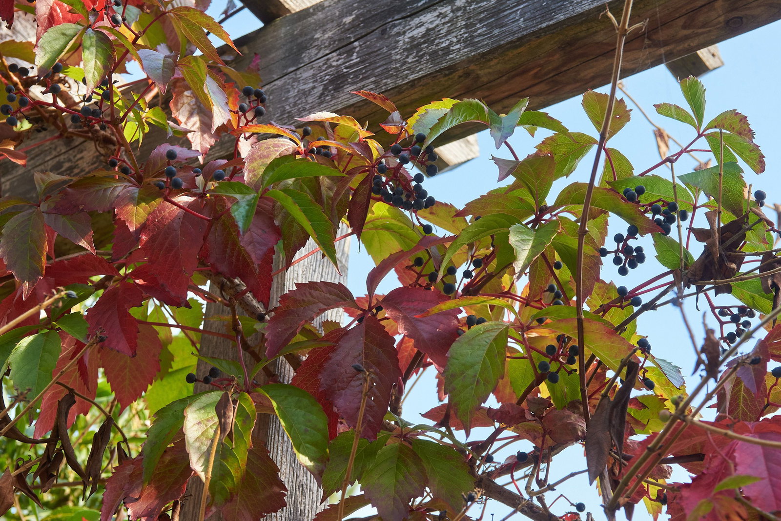 Wilder Wein - Parthenocissus quinquefolia gnstig kaufen