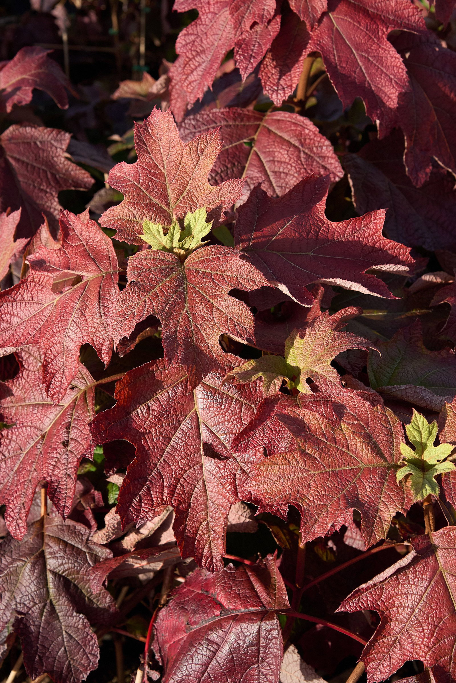 Wilder Wein - Parthenocissus quinquefolia gnstig kaufen