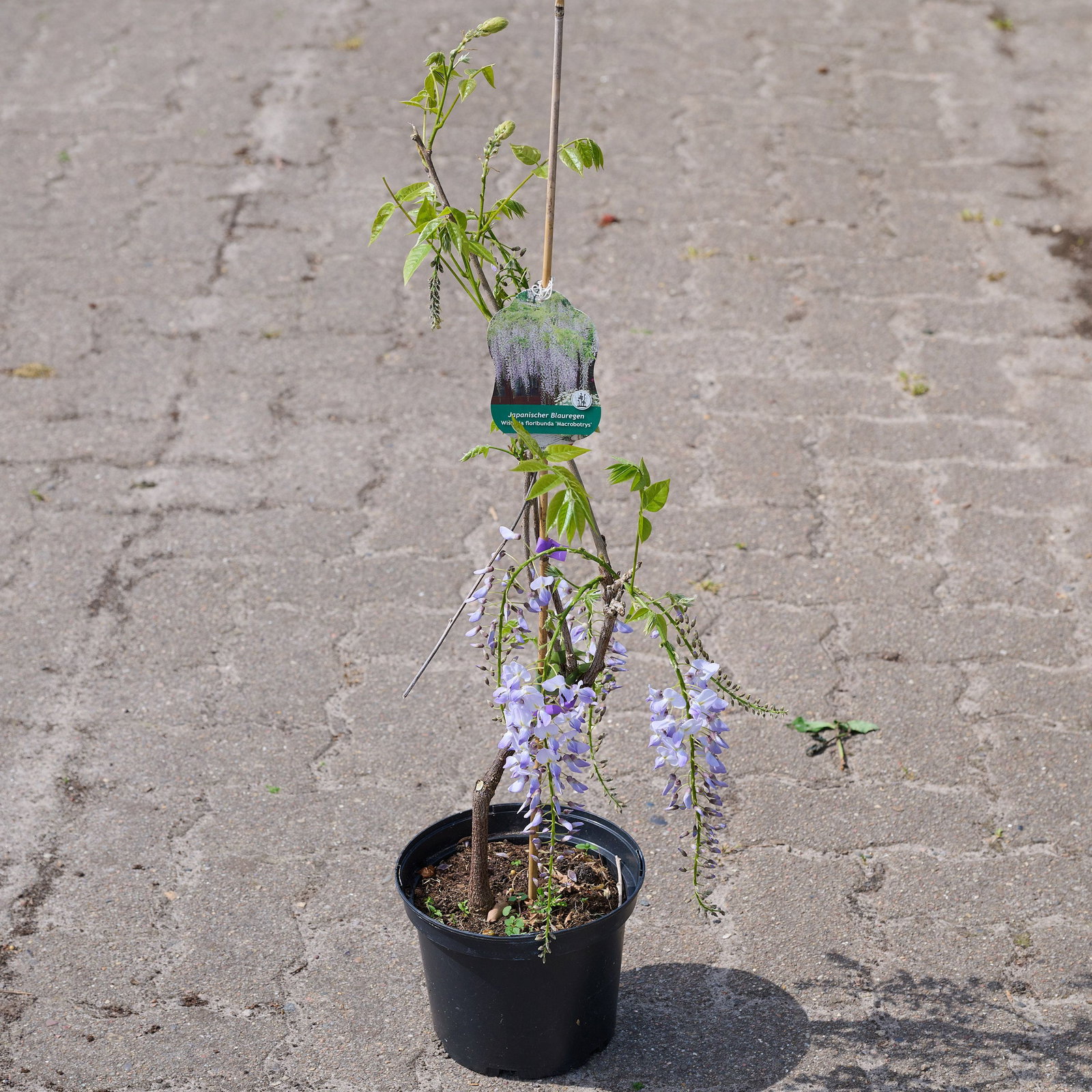 Wisteria floribunda Macrobotrys - Edelblauregen Macrobotrys | jetzt gnstig  kaufen!