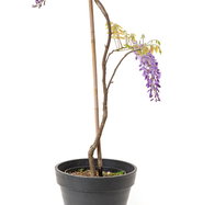 japanische bonsai scheren Allzweckschere Bonsai Kaneshin | Carbon Stahl | Niwaki