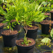 bonsai ginseng ficus microcarpa Ficus Ginseng  Hey Rooted