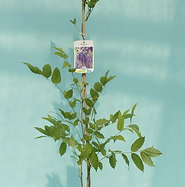 Wisteria sinensis - Blauregen | jetzt gnstig online kaufen bei pflanzmich .de!