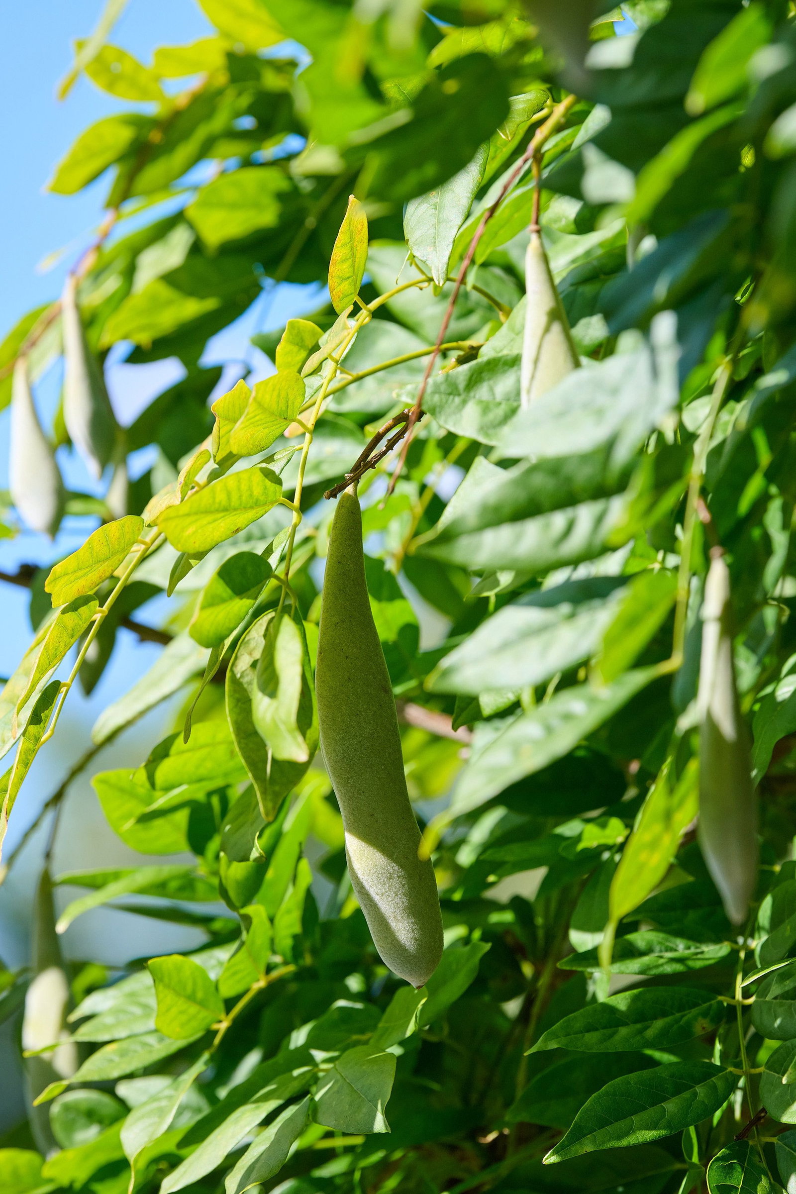 Wisteria sinensis - Blauregen | jetzt gnstig online kaufen bei  pflanzmich.de!