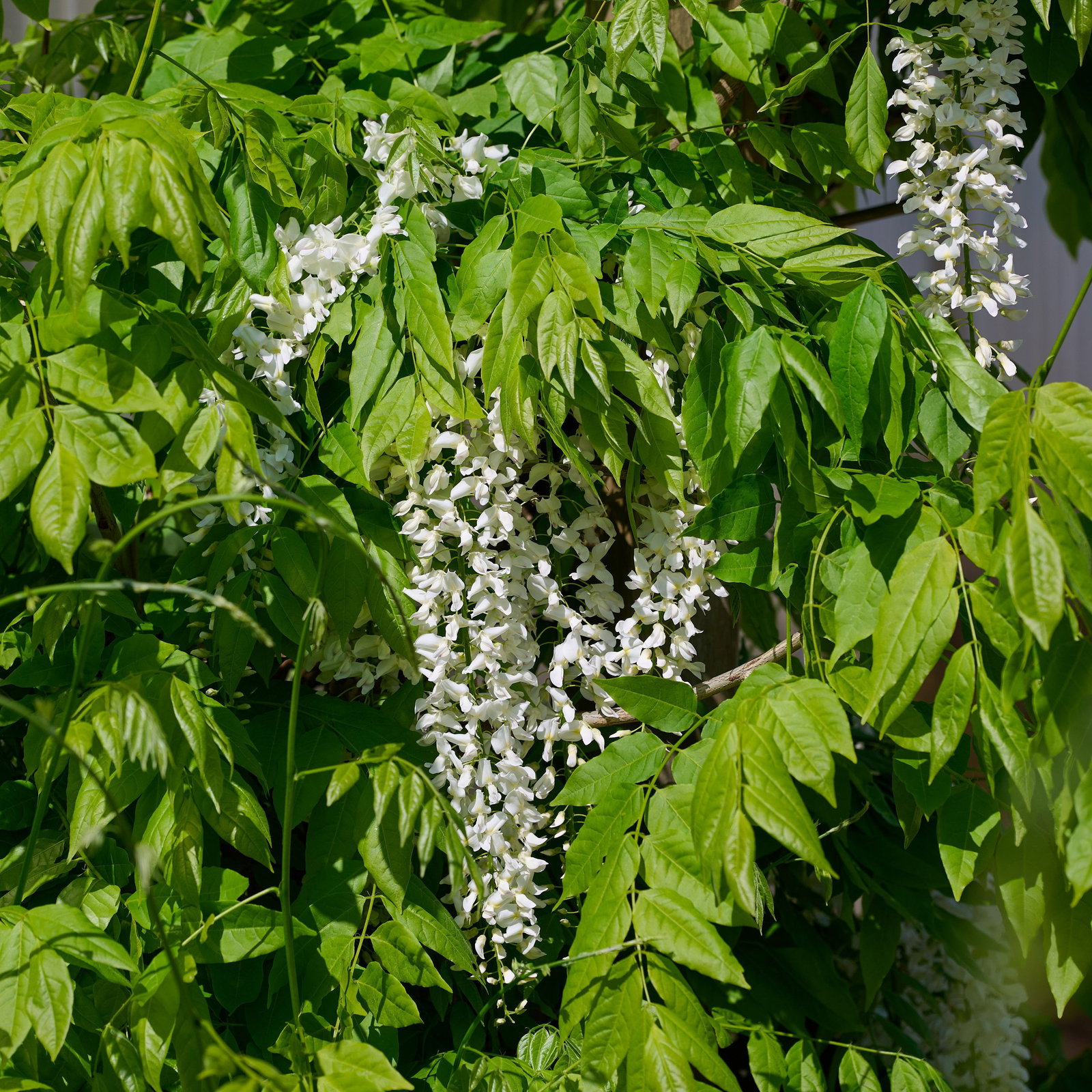 Blauregen Snow Shower - Wisteria x floribunda Snow Shower gnstig kaufen
