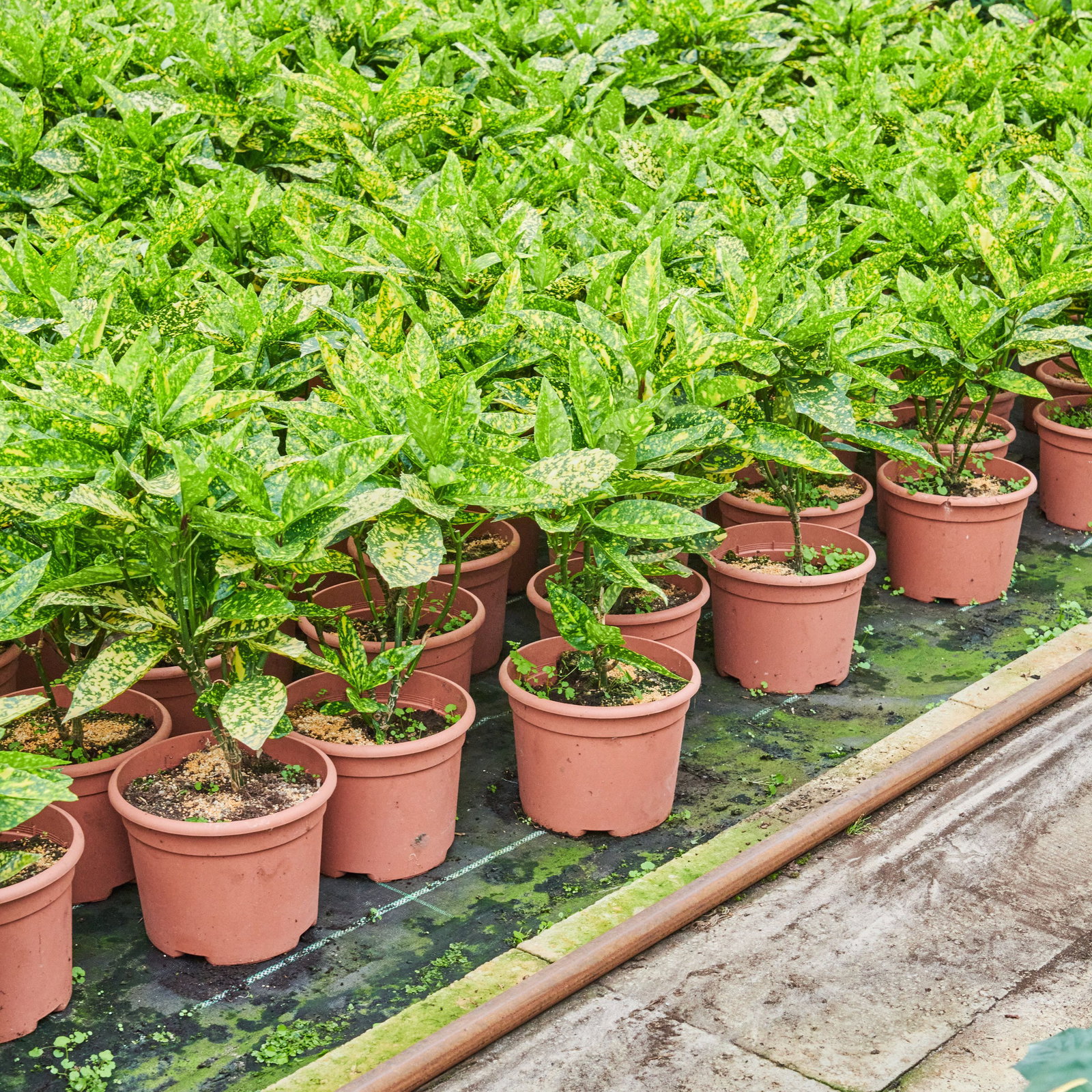 Japanische Aucube Crotonifolia - Aucuba japonica Crotonifolia gnstig kaufen