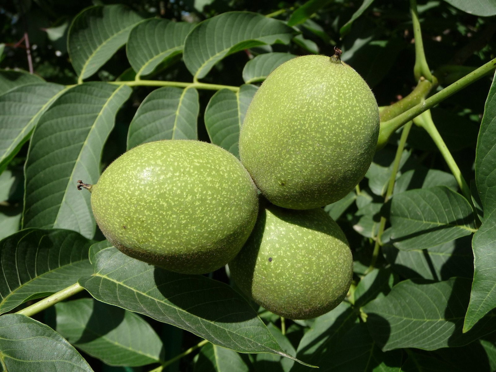 Walnuss Broadview - Juglans regia Broadview günstig kaufen
