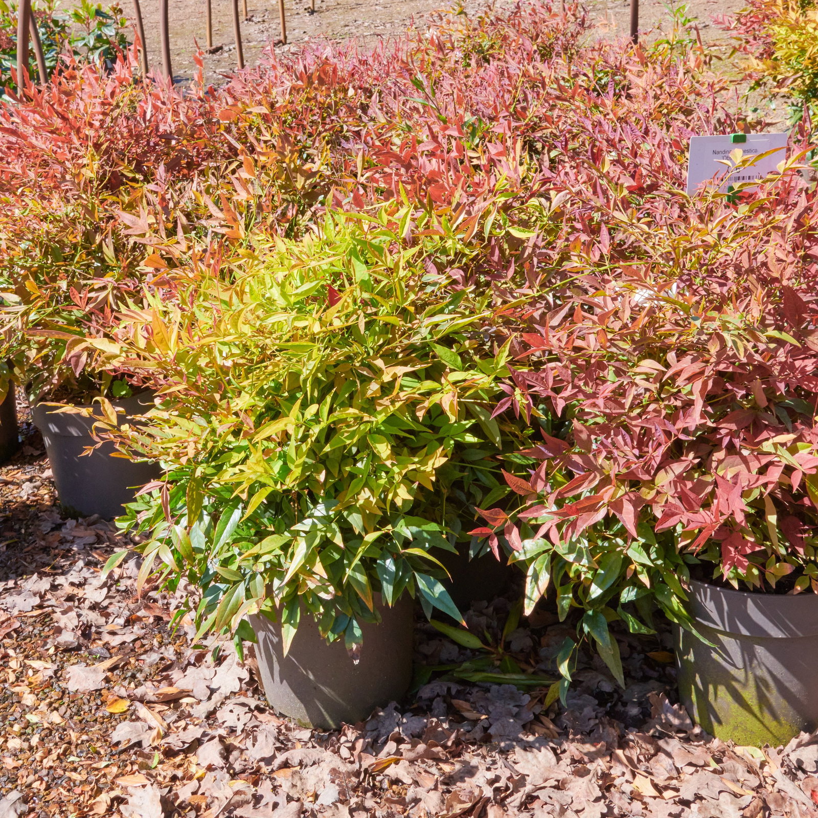 Heiliger Bambus Obsessed - Nandina domestica Obsessed gnstig kaufen