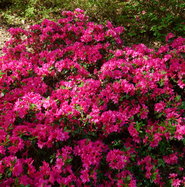 rhododendron hybride nova zembla Nova Zembla Rhododendron