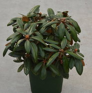 Rhododendron bureavii Hydon Velvet - Rhododendron Hydon Velvet gnstig  kaufen