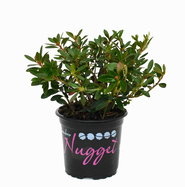 Rhododendron Bloombux Pink - Rhododendron micranthum Bloombux Pink  gnstig kaufen