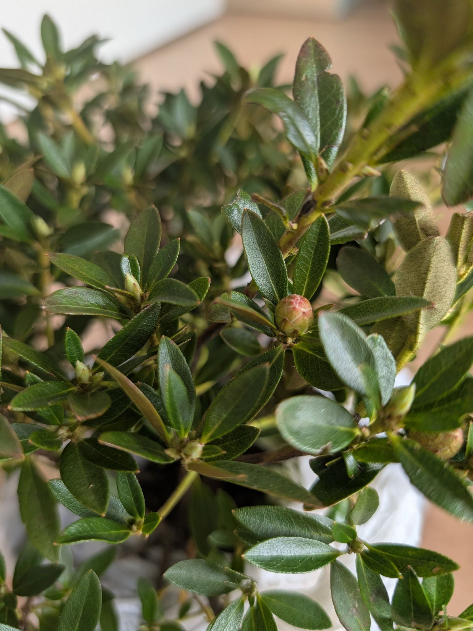 Rhododendron Bloombux Pink - Rhododendron micranthum Bloombux Pink  gnstig kaufen