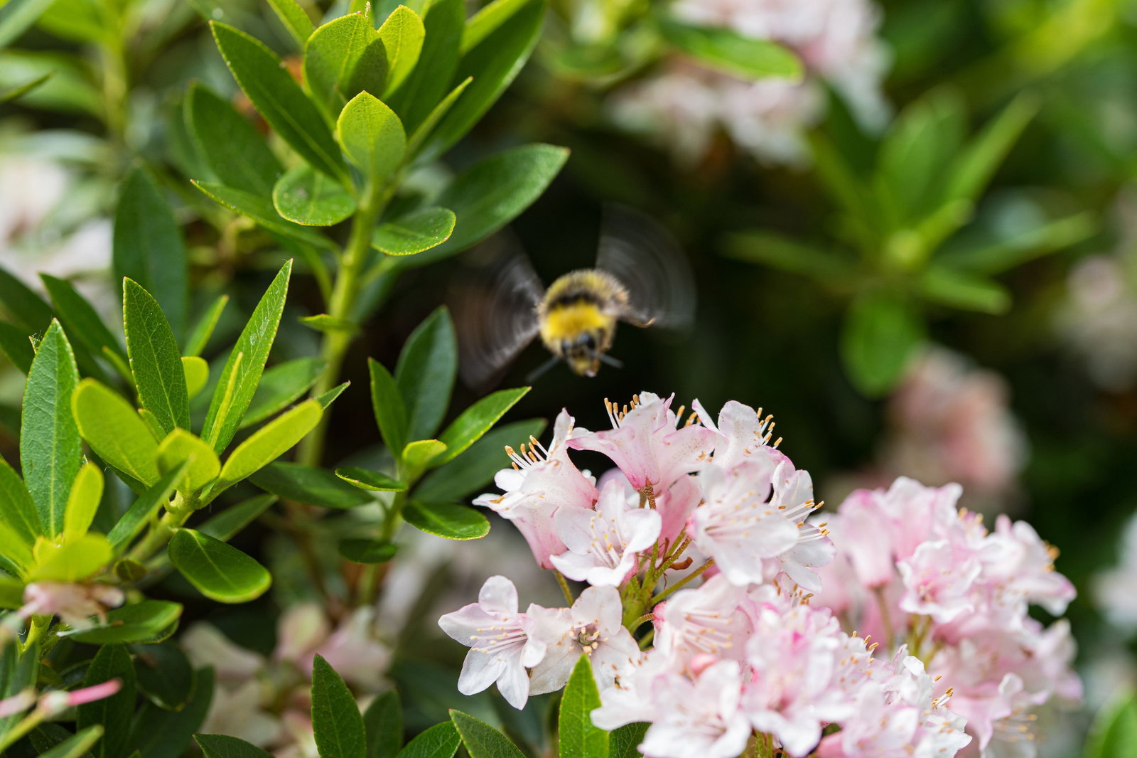 Rhododendron Bloombux Pink - Rhododendron micranthum Bloombux Pink  gnstig kaufen
