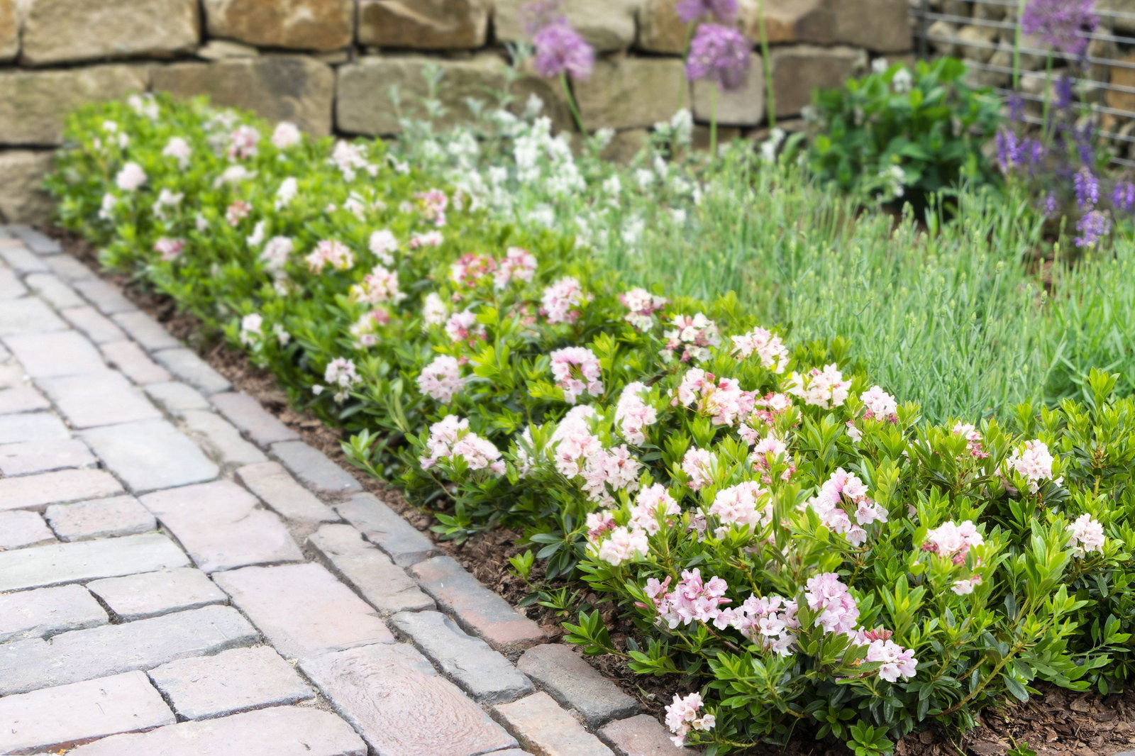 Rhododendron Bloombux Pink - Rhododendron micranthum Bloombux Pink  gnstig kaufen