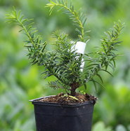 Goldgelbe Eibe Summergold - Taxus baccata Summergold gnstig kaufen