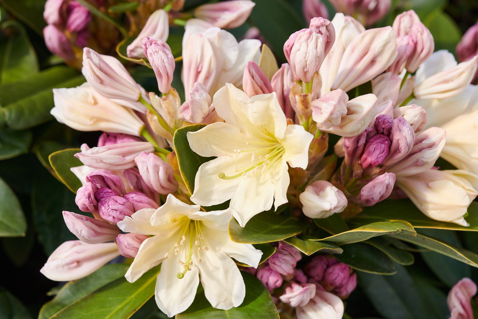 Rhododendron Dufthecke, gelb - Rhododendron Hybride Dufthecke, gelb gnstig  kaufen