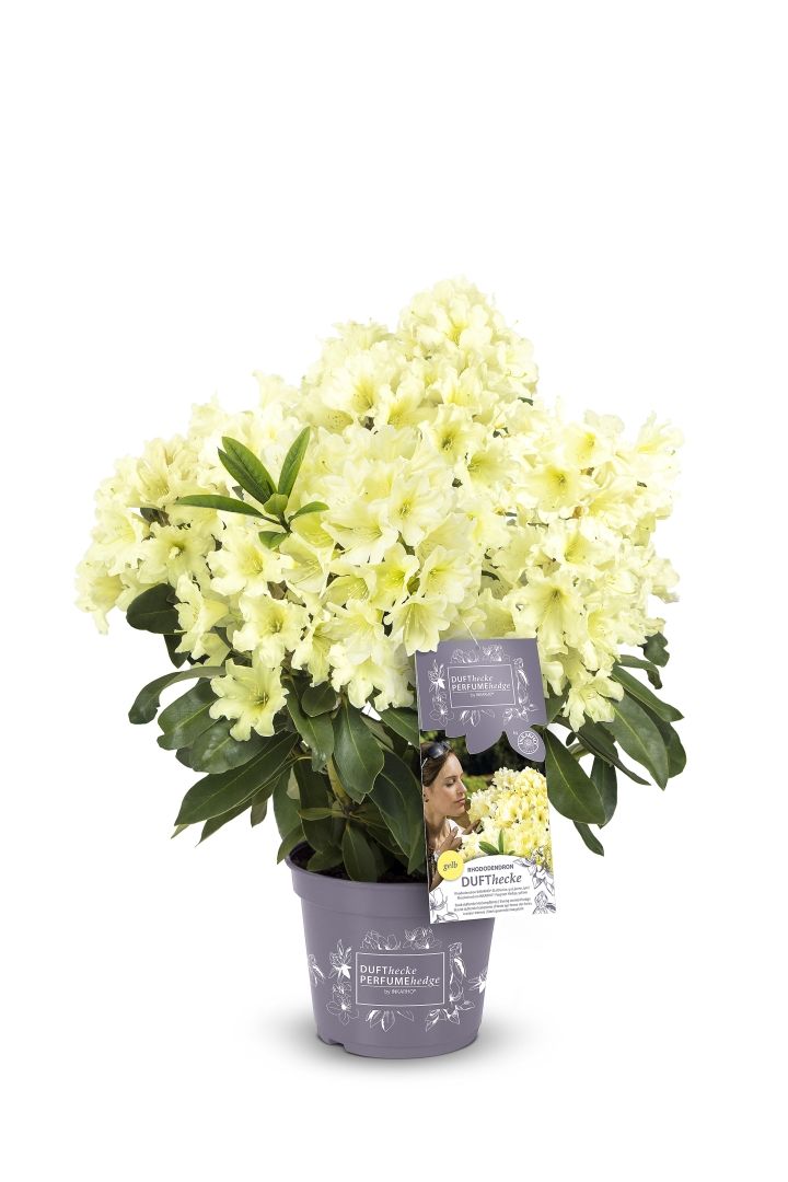 Rhododendron Dufthecke, gelb - Rhododendron Hybride Dufthecke, gelb gnstig  kaufen