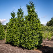 thuja schmal halten Thuja Smaragd kaufen – schmale Hecke main image 0