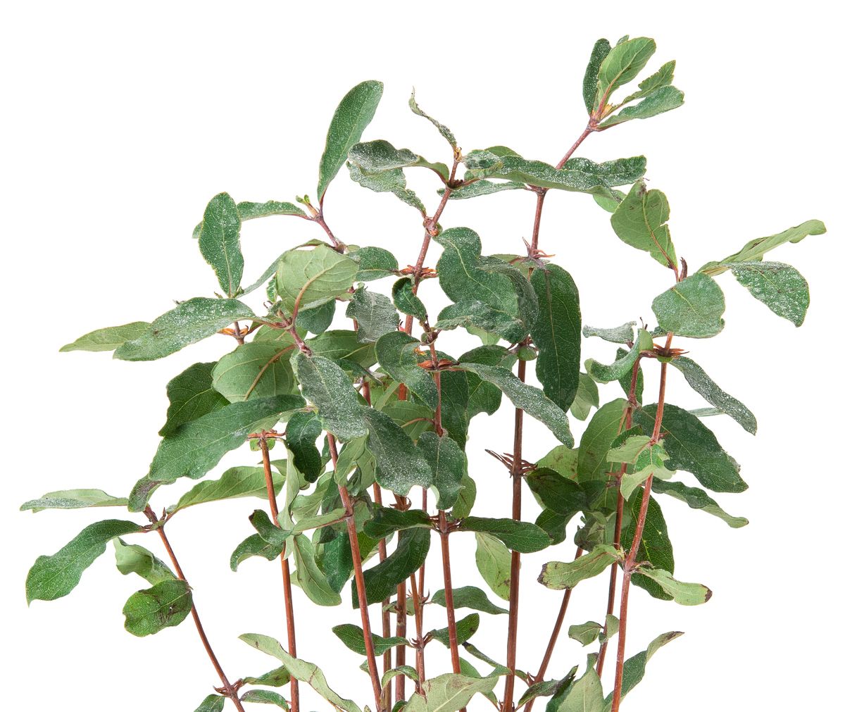 Lonicera kamtschatica Martin - Lonicera kamtschatica Martin gnstig kaufen