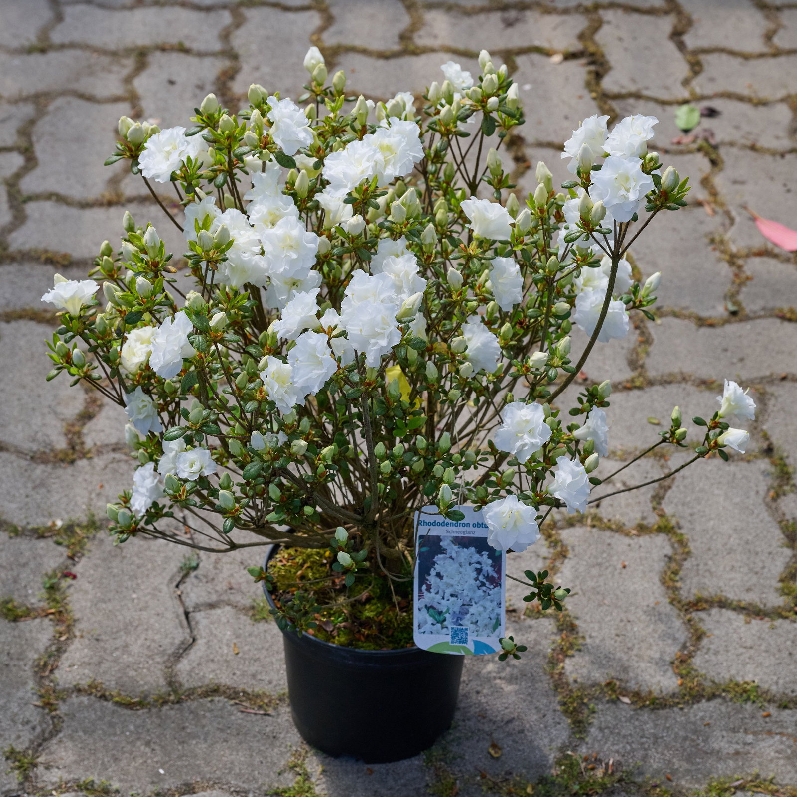 Japanische Azalee Schneeglanz - Rhododendron obtusum Schneeglanz gnstig  kaufen