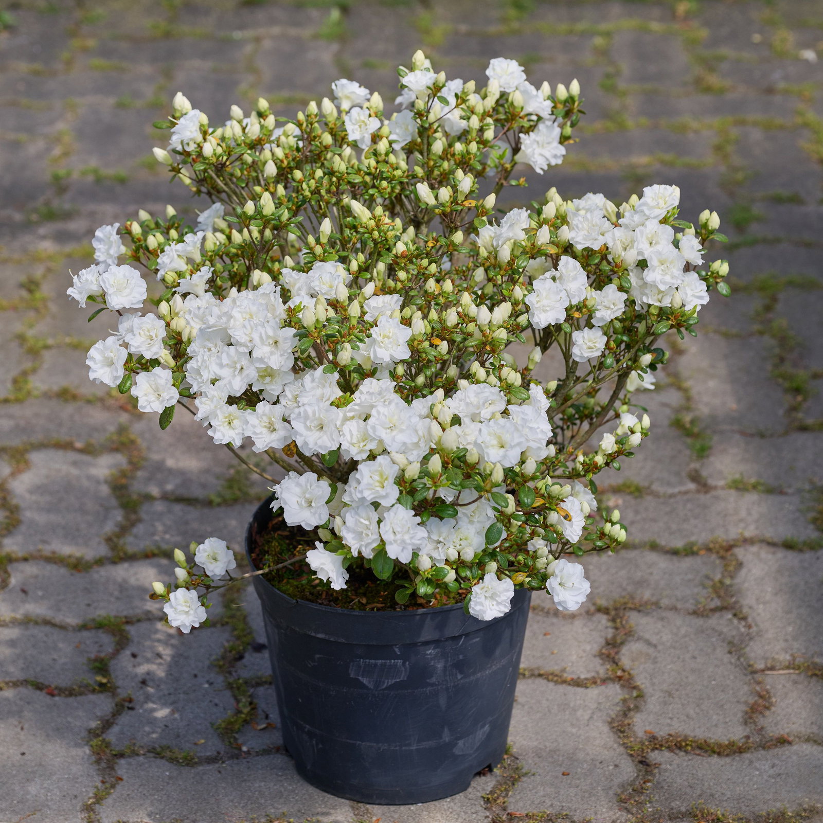Japanische Azalee Schneeglanz - Rhododendron obtusum Schneeglanz gnstig  kaufen