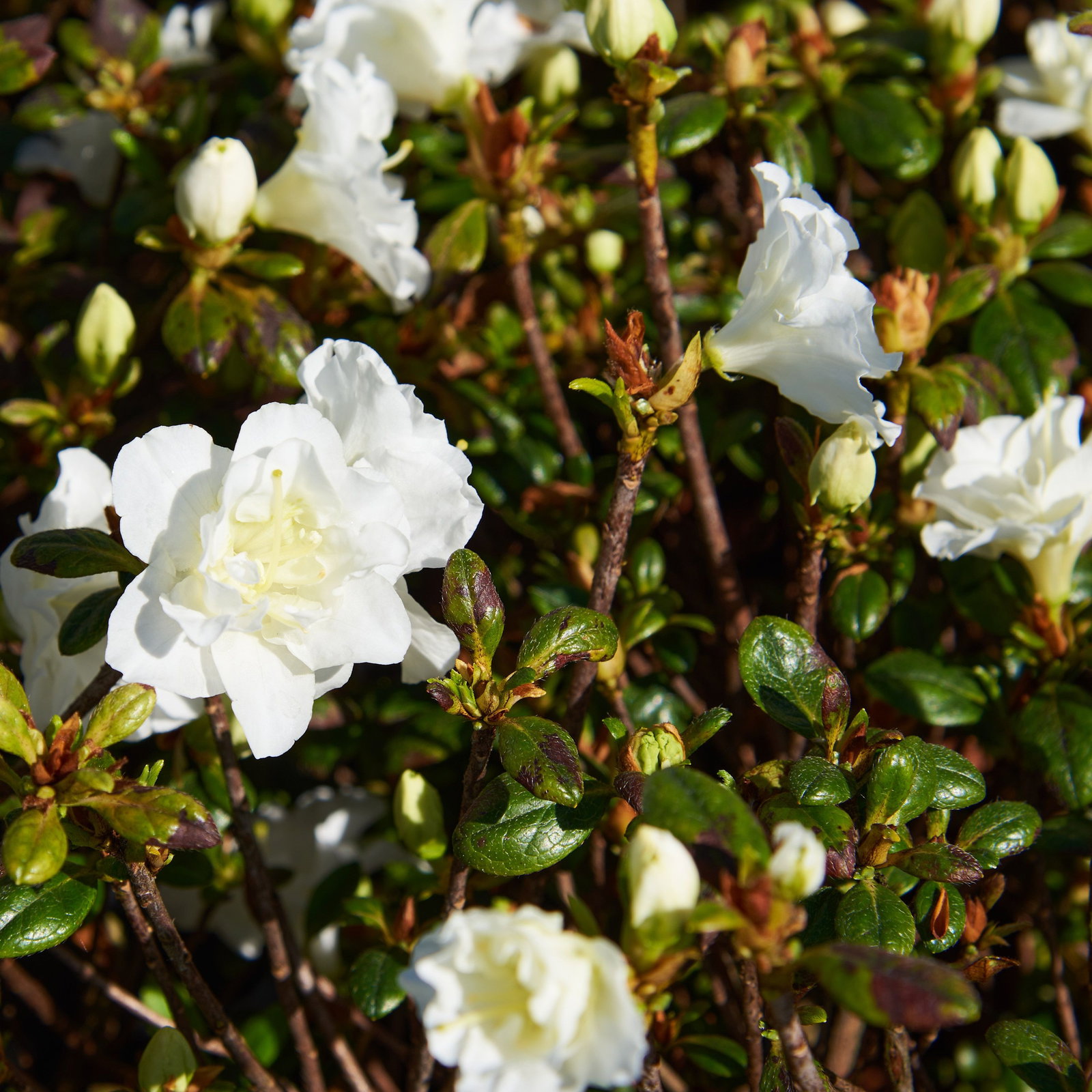 rhododendron chlorose Chrysal Rhodo & Hortensien Dünger 1 kg – Blumen Peschl GmbH