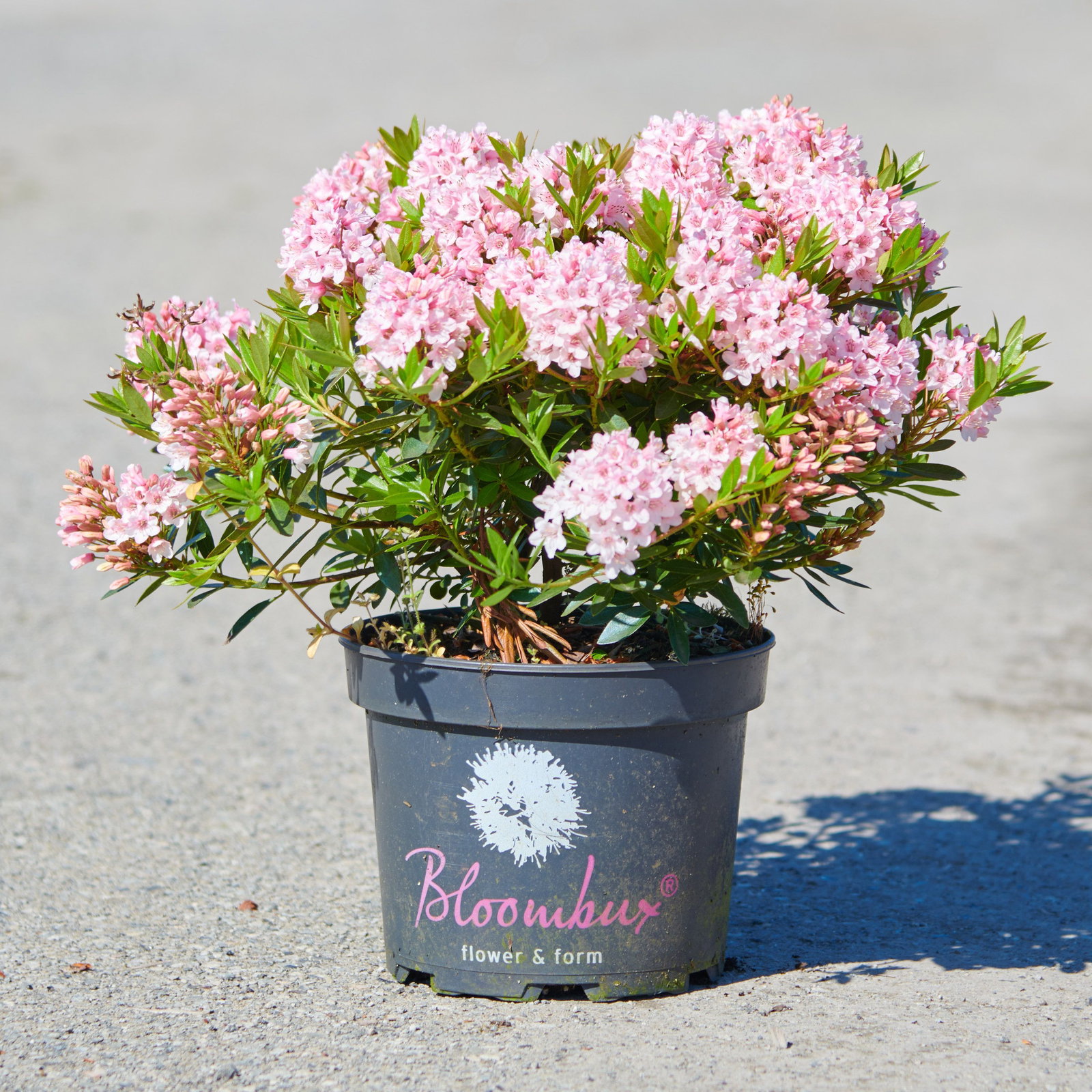 Rhododendron Nugget by Bloombux  pink - Rhododendron Nugget by Bloombux   pink gnstig kaufen