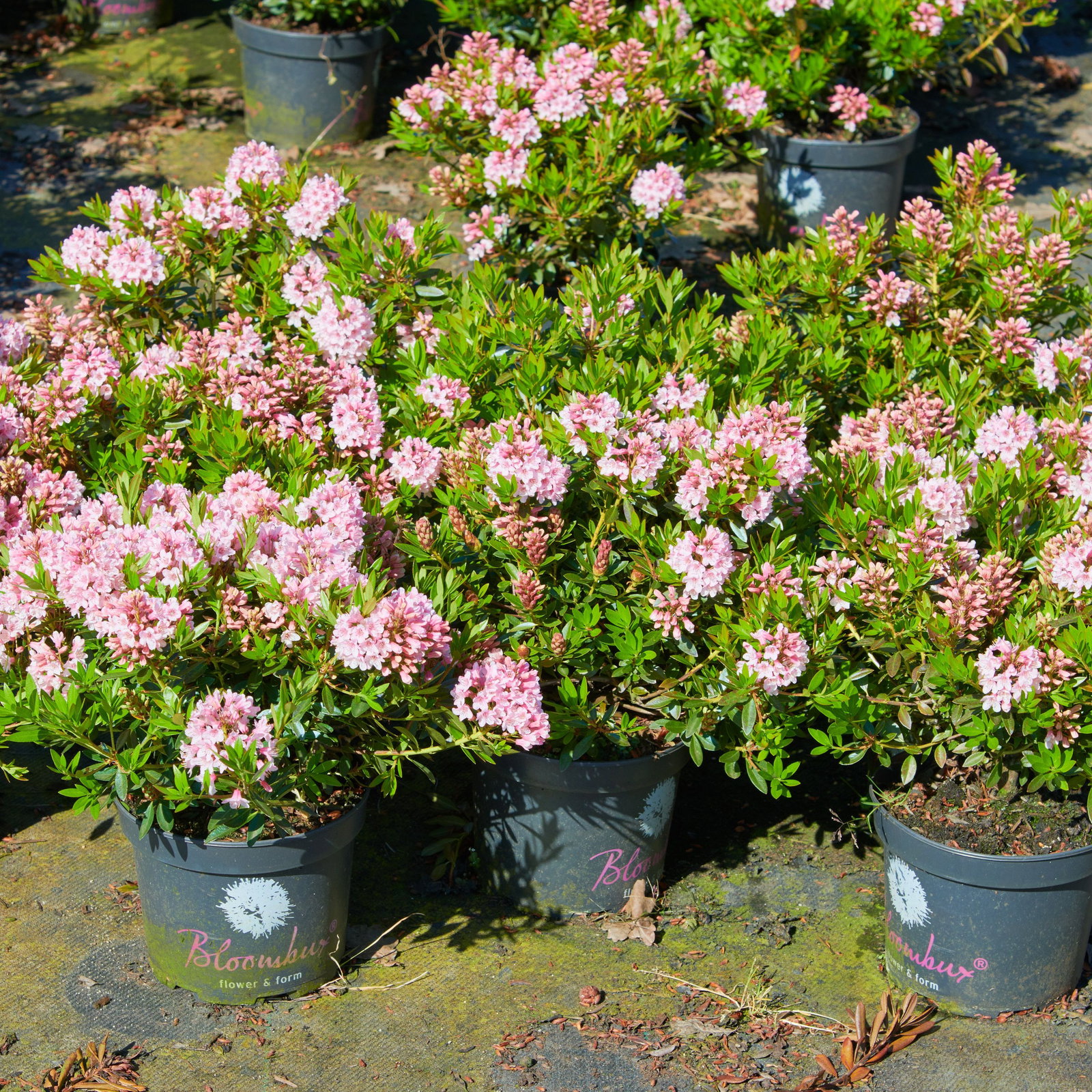 Rhododendron Nugget by Bloombux  pink - Rhododendron Nugget by Bloombux   pink gnstig kaufen