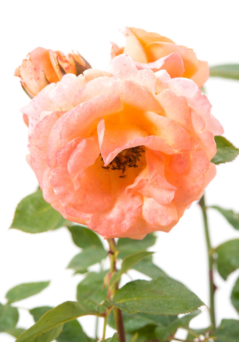 Kletterrose Looping - Rosa Looping günstig kaufen