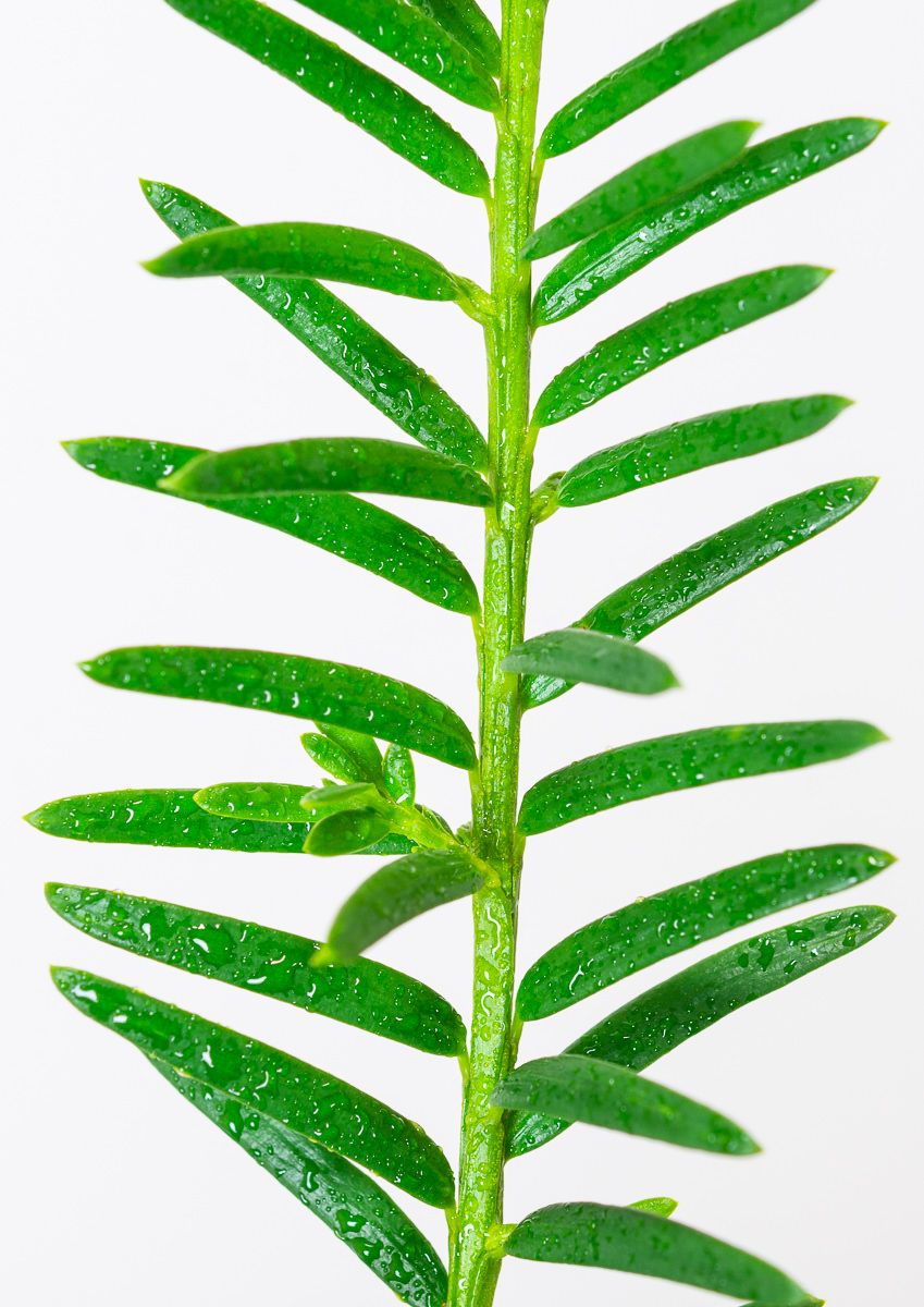 hedera zimmerpflanze Efeu main image 1