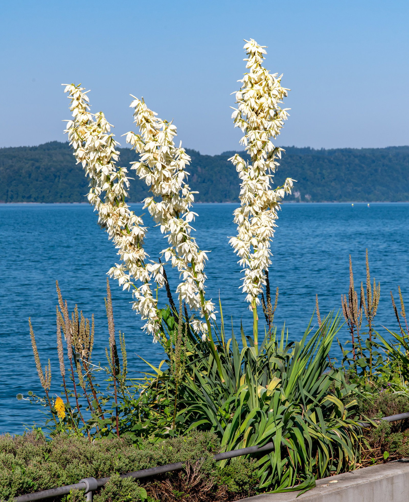Yucca filamentosa - Palmlilie Yucca-Palme | jetzt gnstig online kaufen bei  pflanzmich!