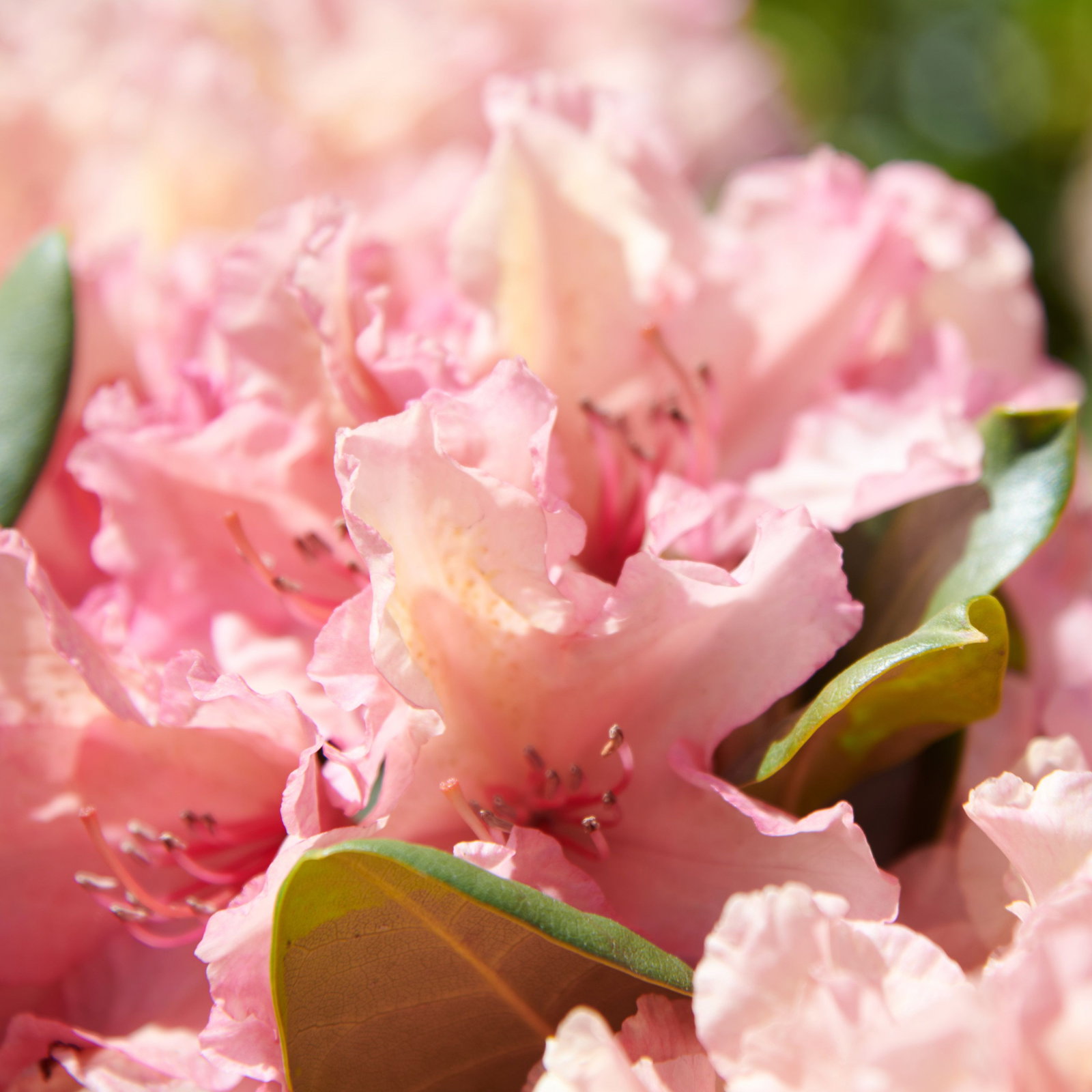 Rhododendron Hybride Bellini  | jetzt gnstig online kaufen bei  pflanzmich.de!
