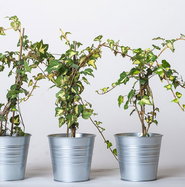 Gold-grner Efeu - Hedera Helix Goldheart gnstig kaufen