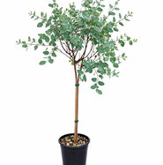 Echter Eukalyptus - Eucalyptus gunnii gnstig kaufen