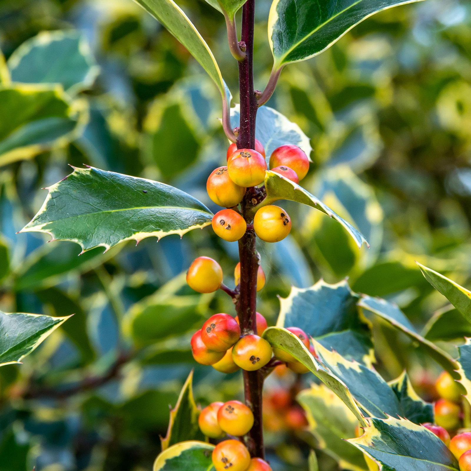 Gelbbunte Stechpalme Rubricaulis Aurea - Ilex aquifolium Rubricaulis Aurea  gnstig kaufen