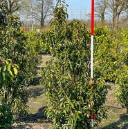 Portugiesischer Kirschlorbeer - Prunus lusitanica gnstig kaufen