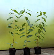 philodendron braune spitzen Philodendron brandtianum – Foliage Factory main image 0