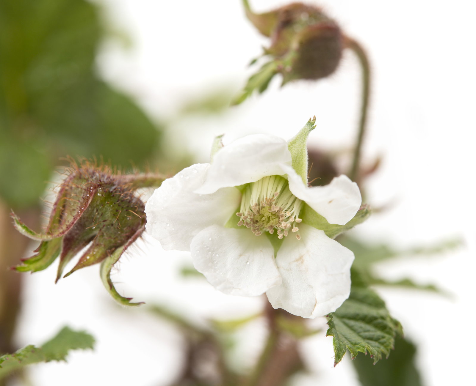 Chinesische Brombeere - Rubus tricolor günstig kaufen