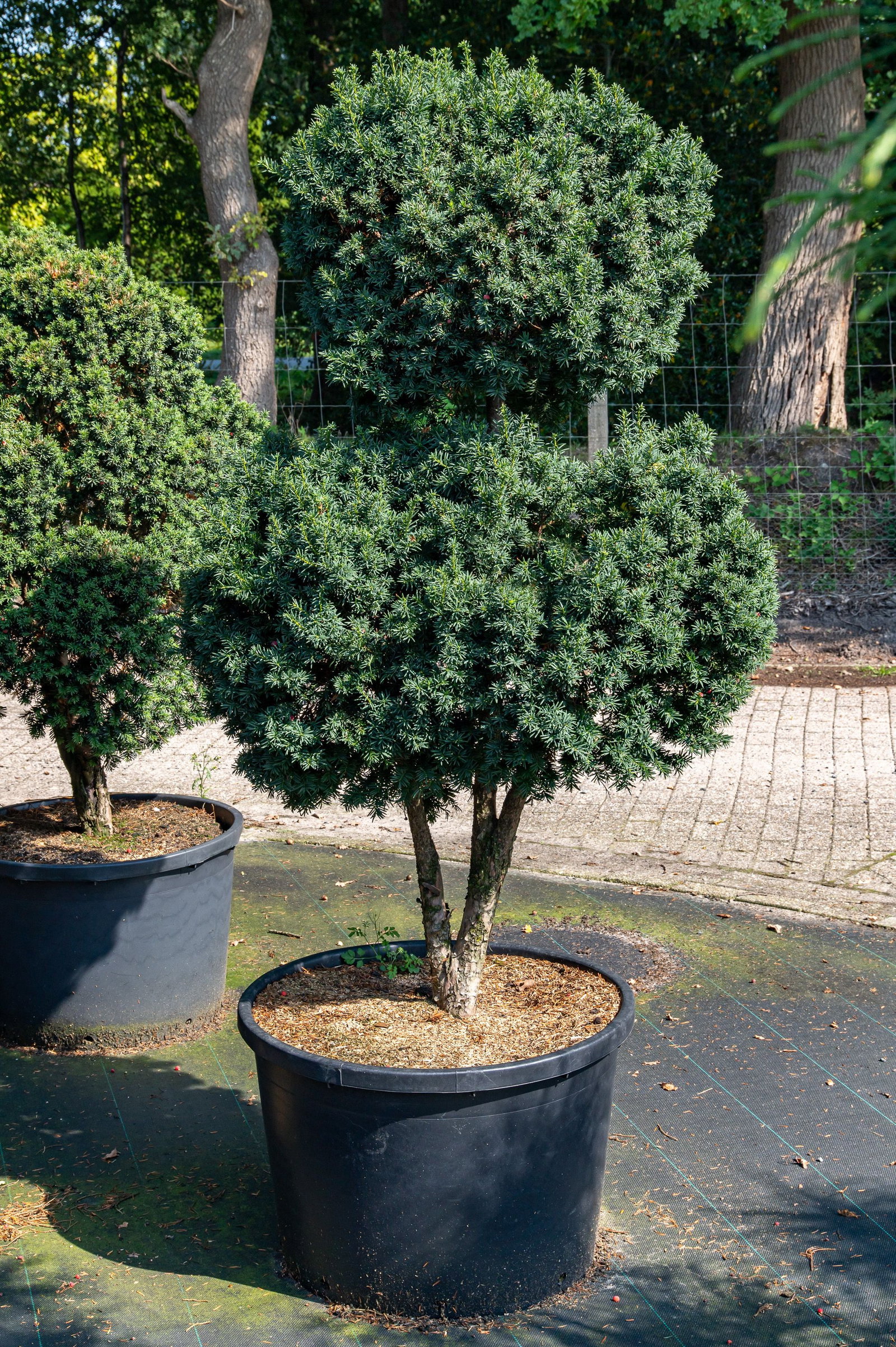 Kugel-Zwerg-Eibe - Taxus baccata Green Diamond gnstig kaufen
