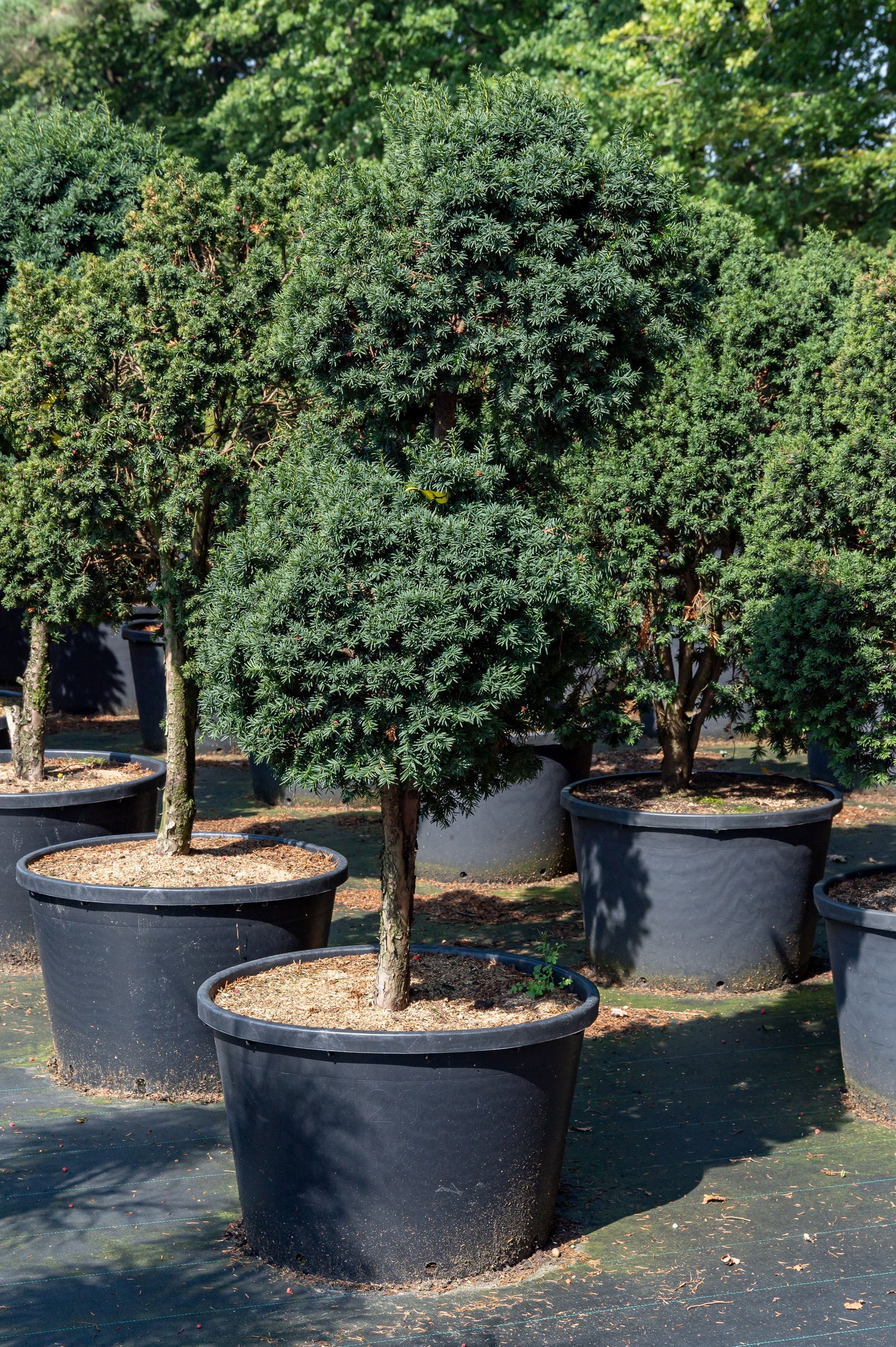 Kugel-Zwerg-Eibe - Taxus baccata Green Diamond gnstig kaufen