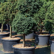 Kugel-Zwerg-Eibe - Taxus baccata Green Diamond gnstig kaufen