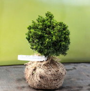 Kugel-Zwerg-Eibe - Taxus baccata Green Diamond gnstig kaufen
