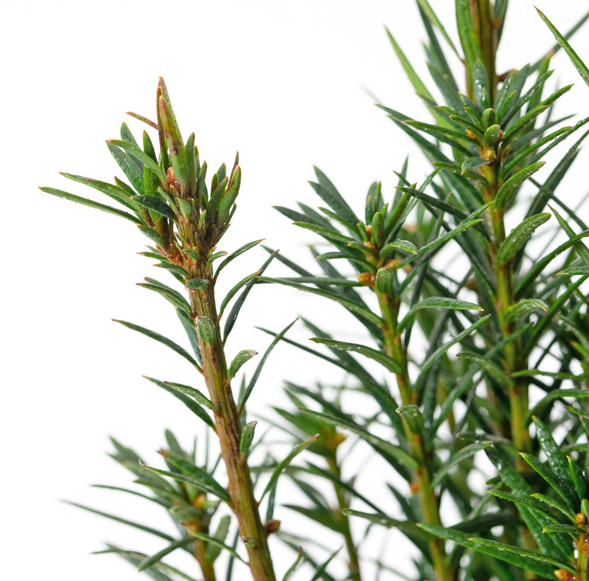 Sibirische Suleneibe Fastigiata Sibirica - Taxus baccata Fastigiata  Sibirica gnstig kaufen