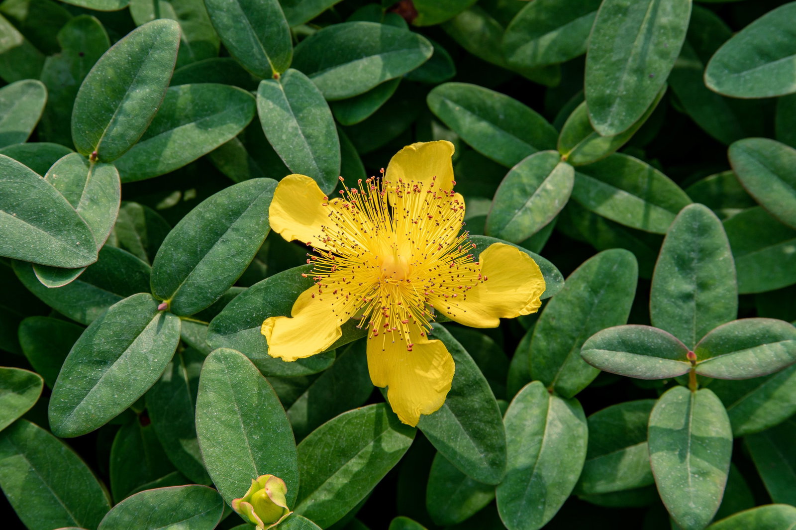 Kelchiges Johanniskraut - Hypericum calycinum gnstig kaufen