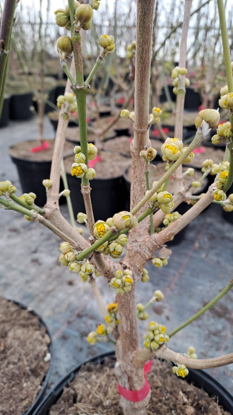 Kornelkirsche Kasanlaker - Cornus mas Kasanlaker gnstig kaufen